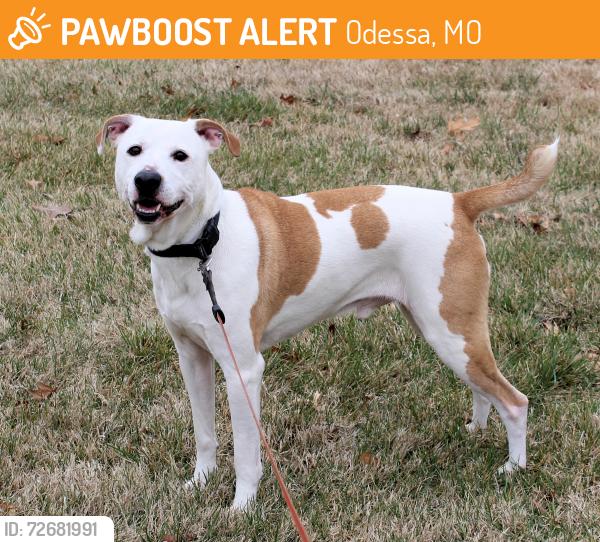 Found/Stray Male Dog last seen Near S First Street, Odessa, MO, Odessa, MO 64076
