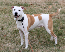 Found/Stray Male Dog last seen Near S First Street, Odessa, MO, Odessa, MO 64076