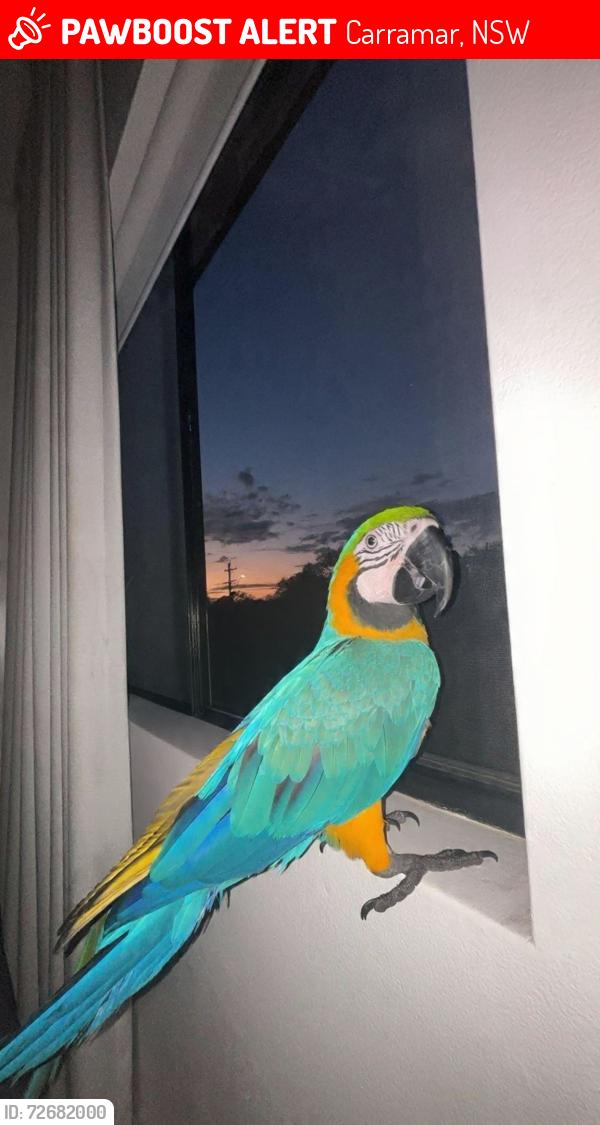Lost Male Bird last seen Mitc st Carramar , Carramar, NSW 2163
