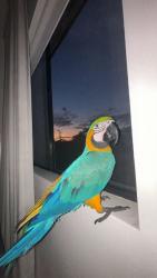 Lost Male Bird last seen Mitc st Carramar , Carramar, NSW 2163