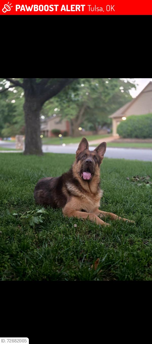 Lost Male Dog last seen 69th and 73rd, Tulsa, OK 74133