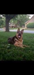 Lost Male Dog last seen 69th and 73rd, Tulsa, OK 74133