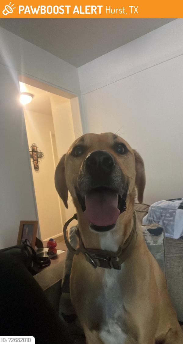Found/Stray Male Dog last seen Beford Ct W, Hurst, TX 76053