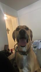 Found/Stray Male Dog last seen Beford Ct W, Hurst, TX 76053