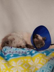 Found/Stray Unknown Cat last seen hit by a car, good sam brought him to us from Snow Camp NC, Snow Camp, NC 27349