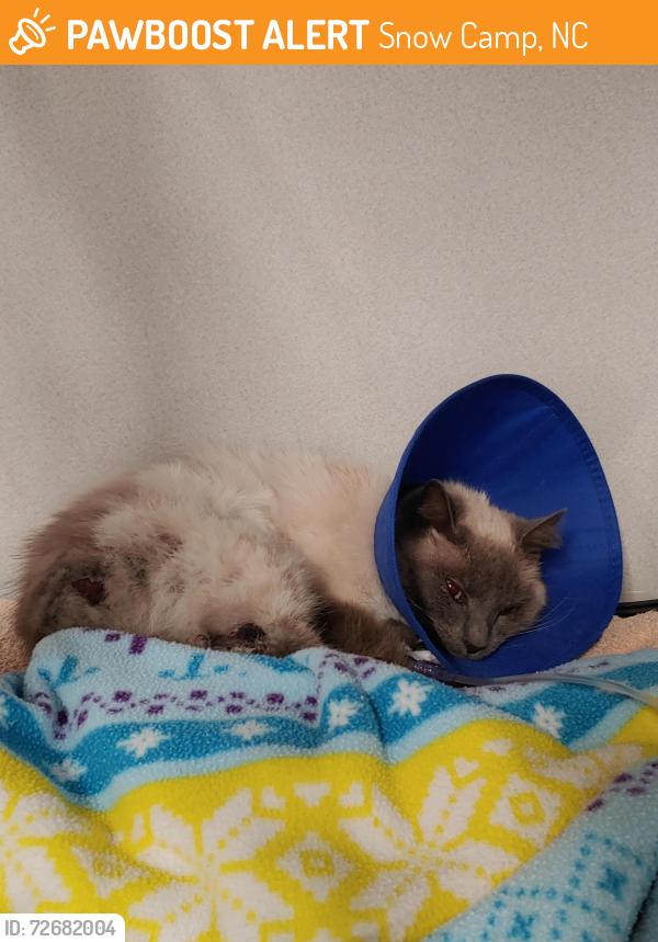 Found/Stray Unknown Cat last seen hit by a car, good sam brought him to us from Snow Camp NC, Snow Camp, NC 27349