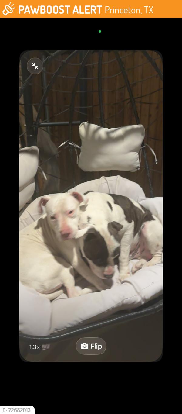 Found/Stray Unknown Dog last seen Prenston , Princeton, TX 75407