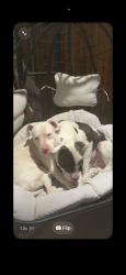 Found/Stray Unknown Dog last seen Prenston , Princeton, TX 75407