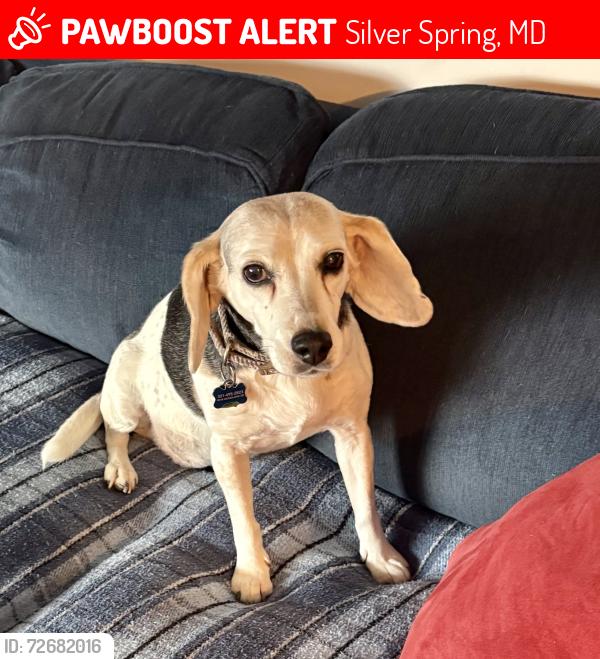 Lost Female Dog last seen Forest Glen Rd, Silver Spring, MD 20910