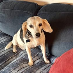 Lost Female Dog last seen Forest Glen Rd, Silver Spring, MD 20910