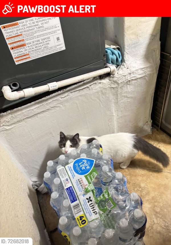 Lost Female Cat last seen by seminole trails elementary, West Palm Beach, FL 33419