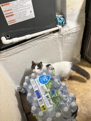 Lost Female Cat last seen by seminole trails elementary, West Palm Beach, FL 33419