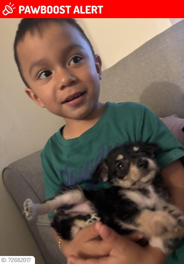Lost Female Dog last seen Cumberland farms Palm Springs , West Palm Beach, FL 33406