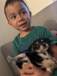 Lost Female Dog last seen Cumberland farms Palm Springs , West Palm Beach, FL 33406