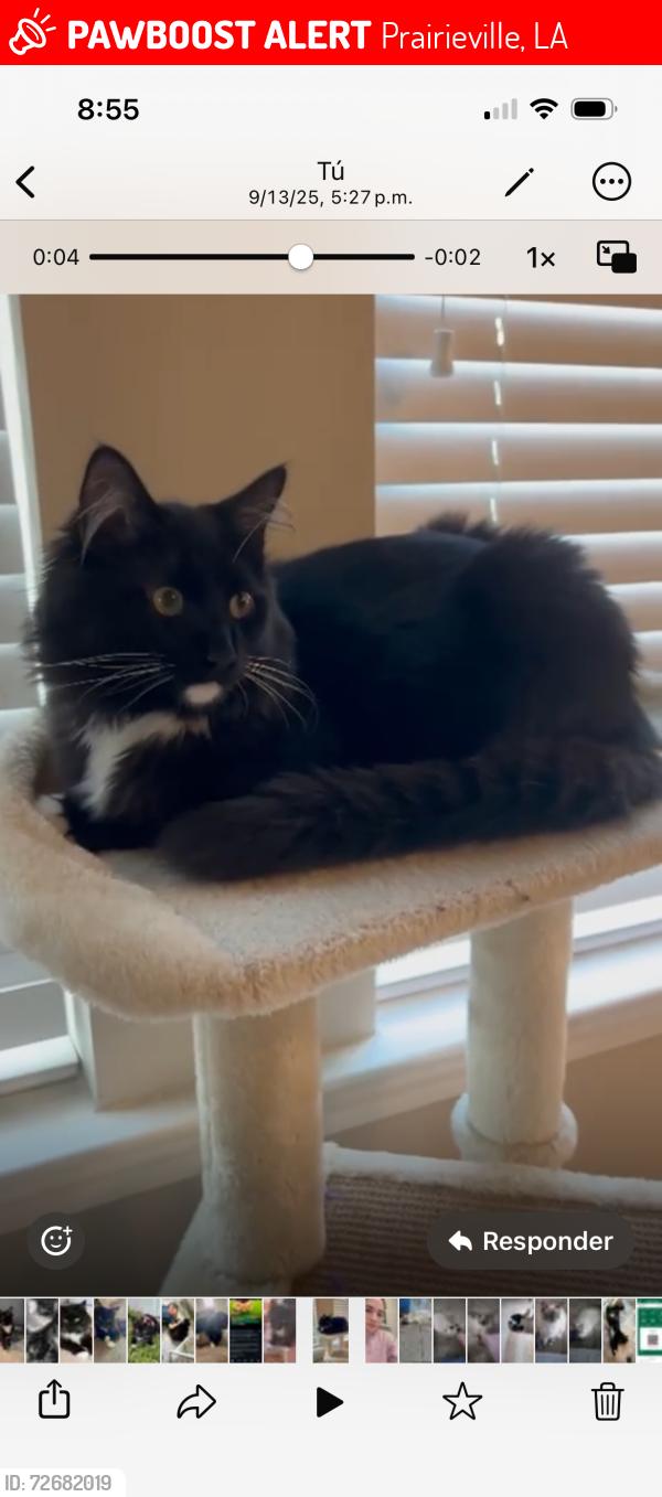 Lost Male Cat last seen Prairieville Cotton creek ave, Prairieville, LA 70769