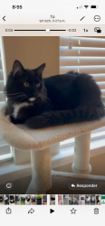 Lost Male Cat last seen Prairieville Cotton creek ave, Prairieville, LA 70769