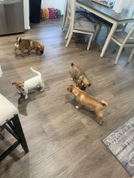 Found/Stray Unknown Dog last seen Venetian Pines, Conroe, TX 77301