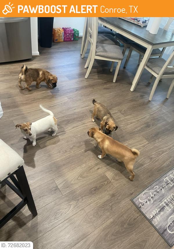 Found/Stray Unknown Dog last seen Venetian Pines, Conroe, TX 77301