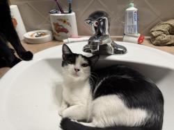 Lost Female Cat last seen 1st (cr35) and Linden Oals Dr, Ault, CO 80610