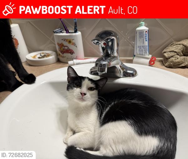 Lost Female Cat last seen 1st (cr35) and Linden Oals Dr, Ault, CO 80610