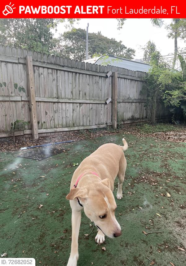 Lost Female Dog last seen Powerline and 13st, Fort Lauderdale, FL 33311