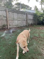 Lost Female Dog last seen Powerline and 13st, Fort Lauderdale, FL 33311