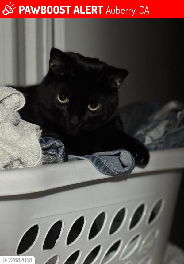 Lost Male Cat last seen Auberry and SJ&E, Auberry, CA 93602