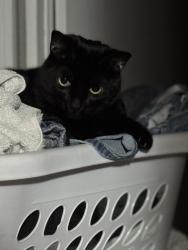 Lost Male Cat last seen Auberry and SJ&E, Auberry, CA 93602