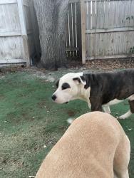 Lost Male Dog last seen Powerline and 13th St., Fort Lauderdale, FL 33311