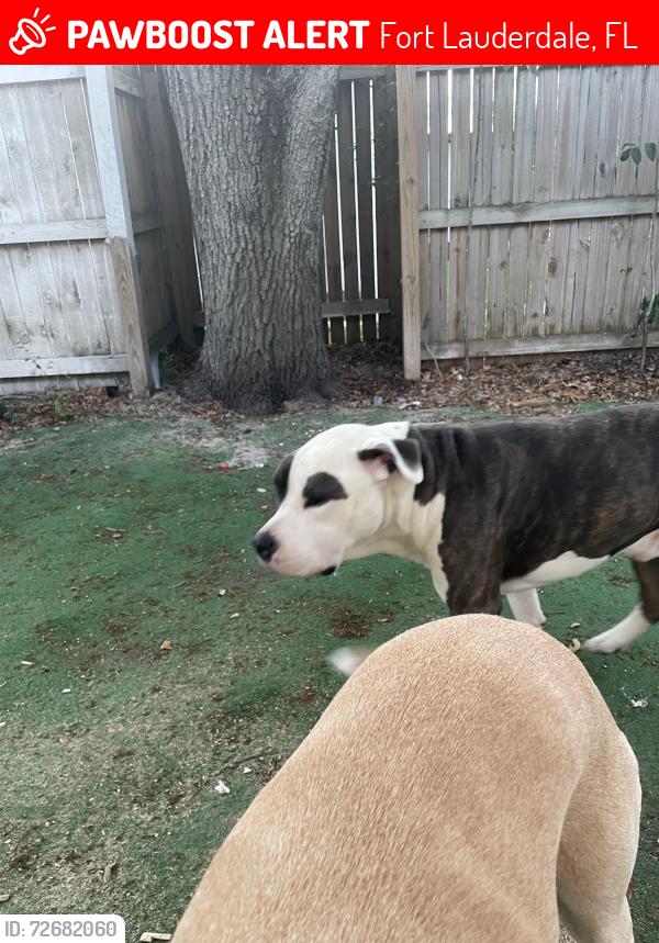 Lost Male Dog last seen Powerline and 13th St., Fort Lauderdale, FL 33311