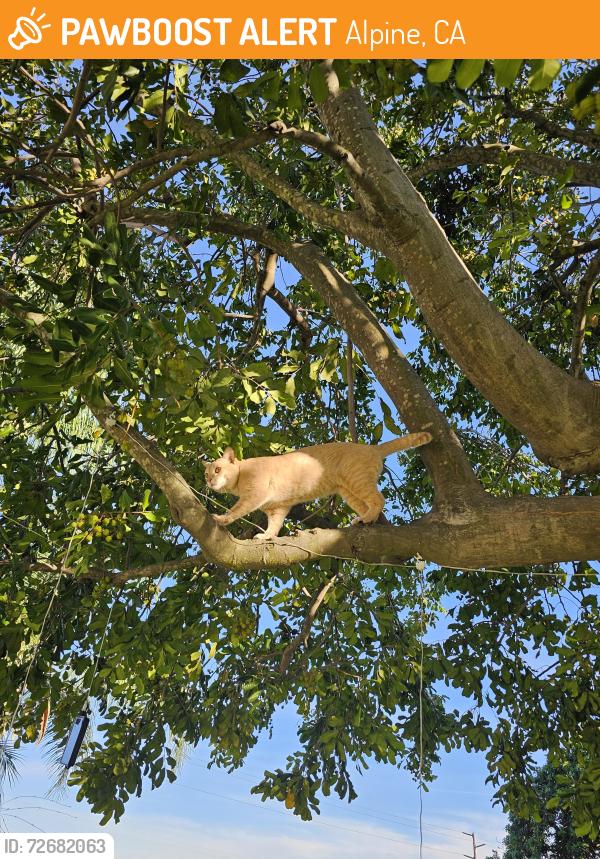 Found/Stray Male Cat last seen Alpine Heights Rd and Tompau, Alpine, CA 91901