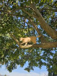 Found/Stray Male Cat last seen Alpine Heights Rd and Tompau, Alpine, CA 91901