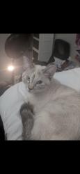 Lost Female Cat last seen Gathering Oaks Dr. and Tilting Oaks Ct. W, Jacksonville, FL 32258