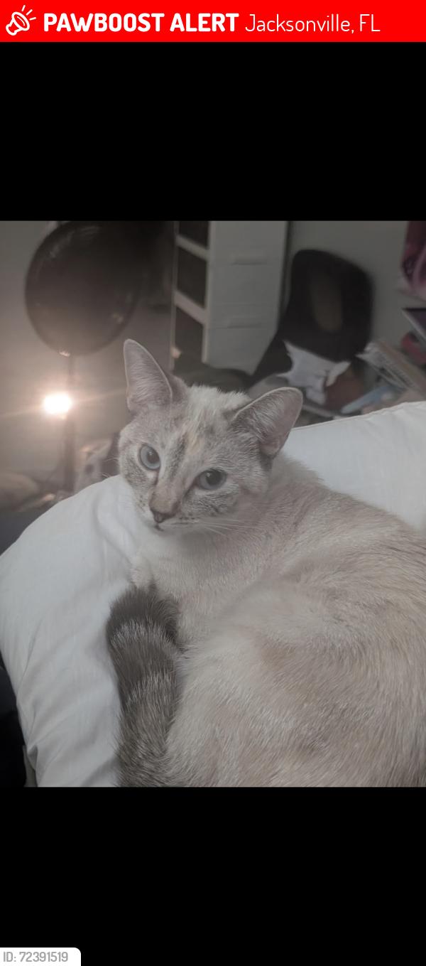 Lost Female Cat last seen Gathering Oaks Dr. and Tilting Oaks Ct. W, Jacksonville, FL 32258