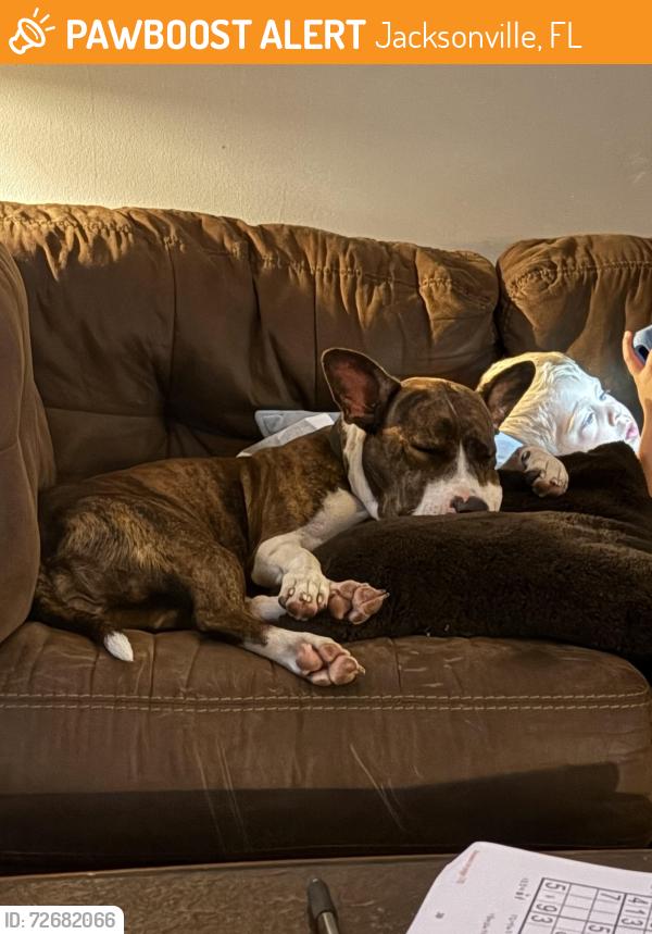 Found/Stray Female Dog last seen Aldi on normandy, Jacksonville, FL 32205
