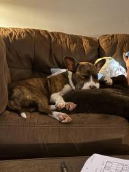 Found/Stray Female Dog last seen Aldi on normandy, Jacksonville, FL 32205