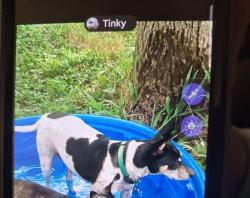 Lost Female Dog last seen 26th and Proctor Ave. By Waco Police Dept , Waco, TX 76708