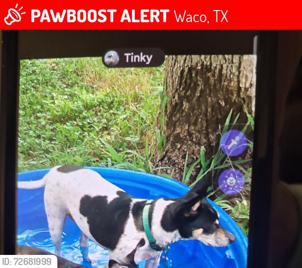 Lost Female Dog last seen 26th and Proctor Ave. By Waco Police Dept , Waco, TX 76708