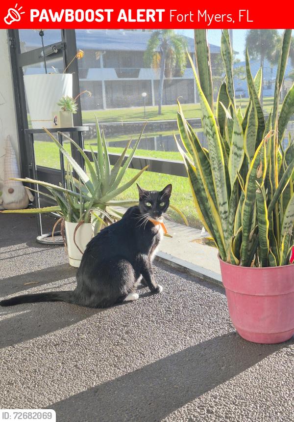 Lost Male Cat last seen Gladiolus dr and maida ln, Fort Myers, FL 33908