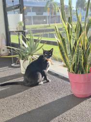 Lost Male Cat last seen Gladiolus dr and maida ln, Fort Myers, FL 33908