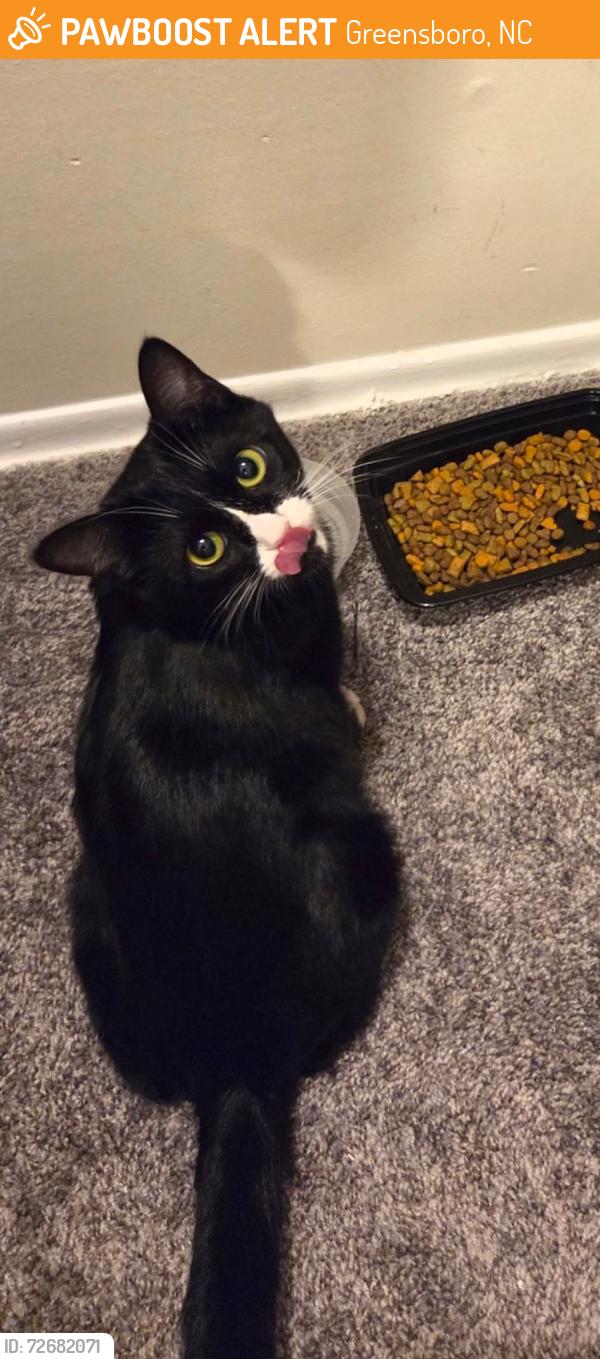Found/Stray Female Cat last seen parking lot of LeMans of Lawndale apmts near Lawndale Drive Greensboro NC , Greensboro, NC 27408