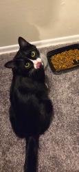 Found/Stray Female Cat last seen parking lot of LeMans of Lawndale apmts near Lawndale Drive Greensboro NC , Greensboro, NC 27408