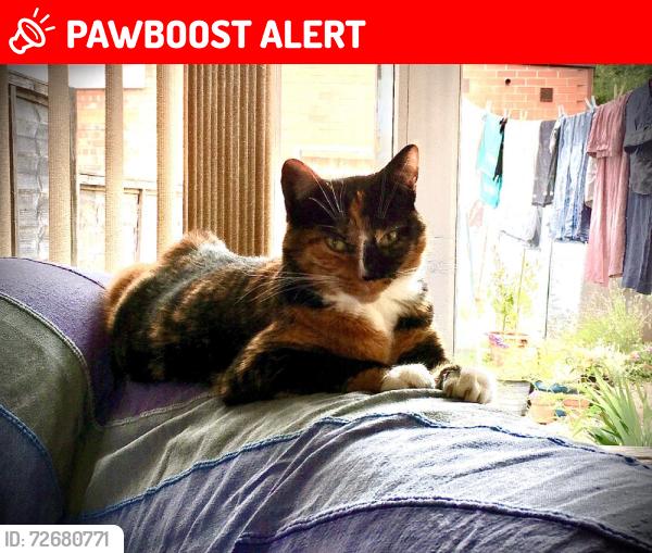 Lost Female Cat last seen Milford Rd B17, Harborne, England B17 9RJ