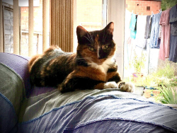 Lost Female Cat last seen Milford Rd B17, Harborne, England B17 9RJ
