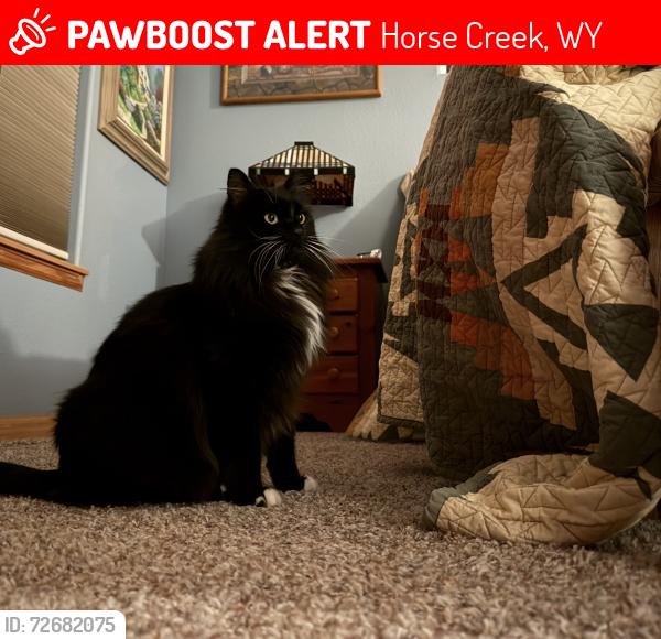 Lost Male Cat last seen Butch Cassidy Trail Klipstein Blazer, Horse Creek, WY 82061