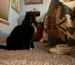Lost Male Cat last seen Butch Cassidy Trail Klipstein Blazer, Horse Creek, WY 82061