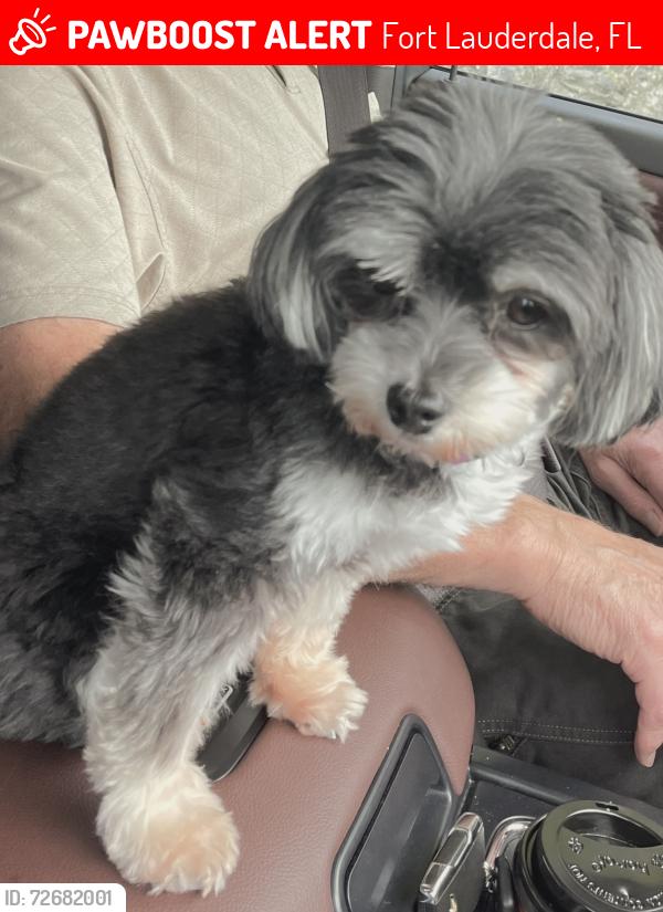 Lost Female Dog last seen Mobil Gas station Davie Blvd Riverland area, Fort Lauderdale, FL 33312