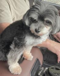 Lost Female Dog last seen Mobil Gas station Davie Blvd Riverland area, Fort Lauderdale, FL 33312