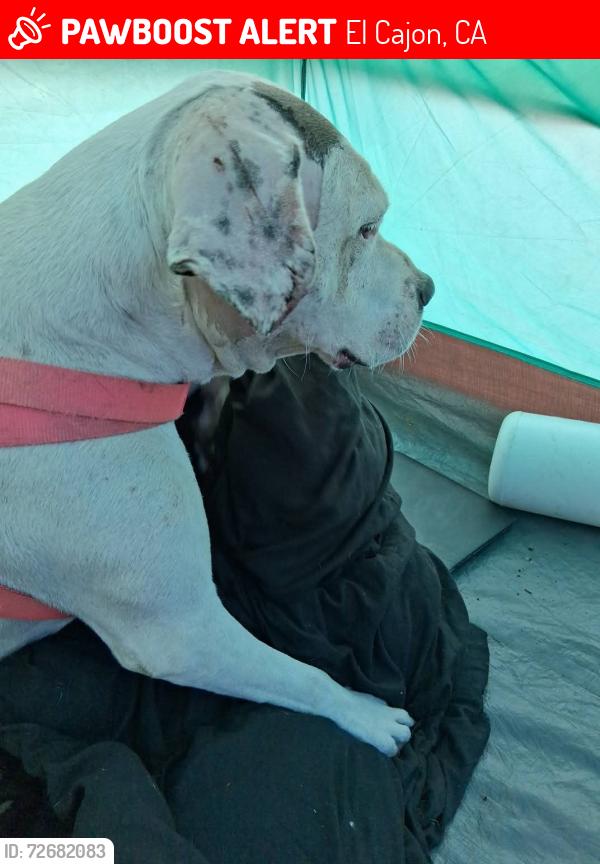 Lost Female Dog last seen Panda Express , El Cajon, CA 92021