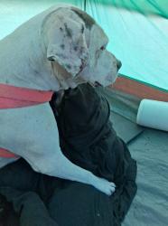 Lost Female Dog last seen Panda Express , El Cajon, CA 92021
